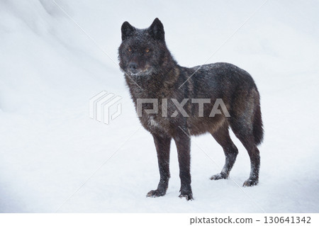 Canadian black wolf standing in the snow Canadian black wolf standing in the snow 130641342