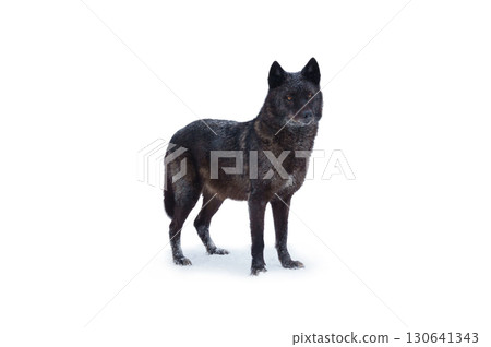 Canadian black wolf standing in the snow Canadian black wolf standing in the snow 130641343