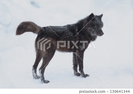 Canadian black wolf standing in the snow Canadian black wolf standing in the snow 130641344