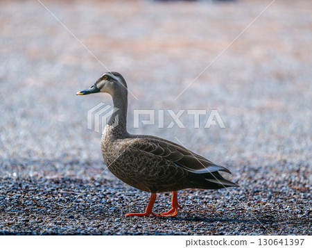 Spot-billed ducks walking on the ground Spot-billed ducks walking on the ground 130641397