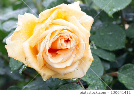 Roses (Valencia) Roses (Valencia) 130641411