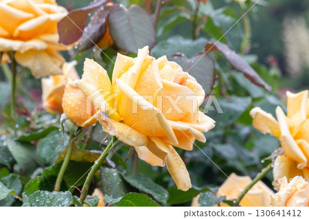 玫瑰(瓦倫西亞) 玫瑰(瓦倫西亞) 130641412