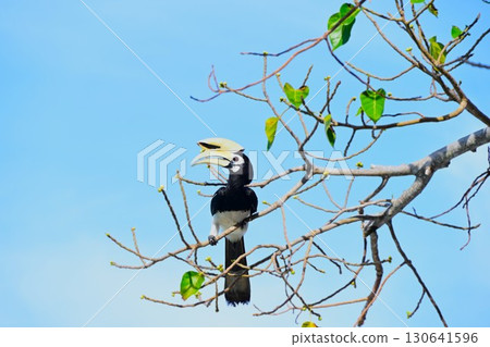 熱帶鳥類北鵲犀鳥 130641596