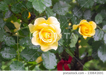 Rose (Gold Bunny) Rose (Gold Bunny) 130641691