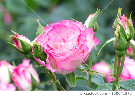 玫瑰（草莓冰淇淋） 130641873