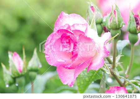 Rose (Strawberry Ice Cream) Rose (Strawberry Ice Cream) 130641875