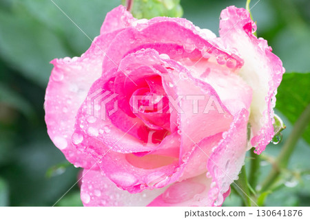 Rose (Strawberry Ice Cream) Rose (Strawberry Ice Cream) 130641876