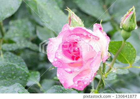 Rose (Strawberry Ice Cream) Rose (Strawberry Ice Cream) 130641877