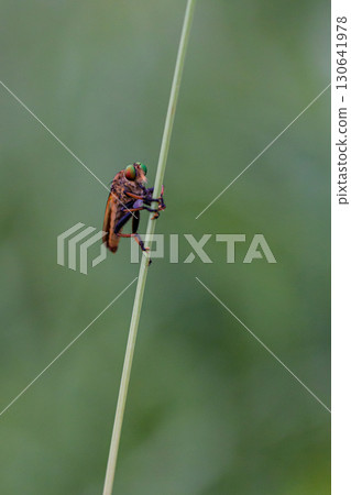 A green eyed fly preying on small flying insects, a member of the robber fly family 130641978
