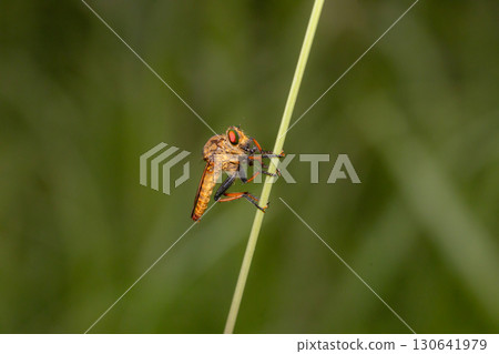 綠眼蒼蠅捕食小型飛行昆蟲，是食蟲虻科的一員 130641979