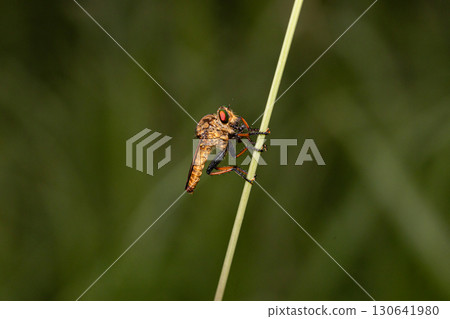 A green eyed fly preying on small flying insects, a member of the robber fly family 130641980