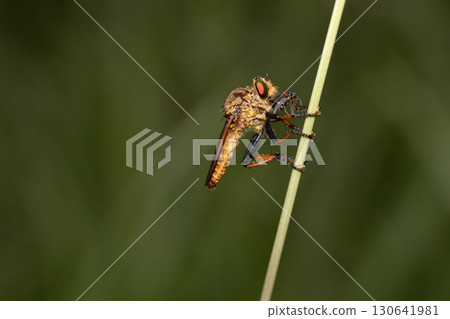 A green eyed fly preying on small flying insects, a member of the robber fly family 130641981