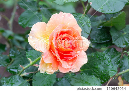 Rose (brass band) Rose (brass band) 130642034