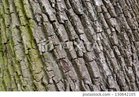 Old bark tree texture. Natural wood surface pattern, old tree skin 130642105