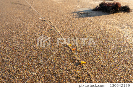 Amber stones on sea coast. Amber gems search on Baltic sea shore, fossilized tree resin crystals on sand 130642159