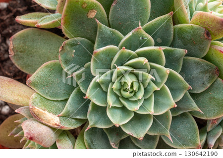 Graptopetalum altair mini succulent close up, pentandrum superbum office table plant 130642190