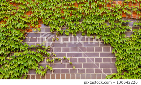 Ivy brick wall texture background. Old brick blocks wall and green creeper, ancient bricks fence Ivy brick wall texture background. Old brick blocks wall and green creeper, ancient bricks fence 130642226