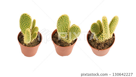 Bunny cactus succulent, Opuntia microdasys office table plant, polka dot mission cactus desk pot Bunny cactus succulent, Opuntia microdasys office table plant, polka dot mission cactus desk pot 130642227