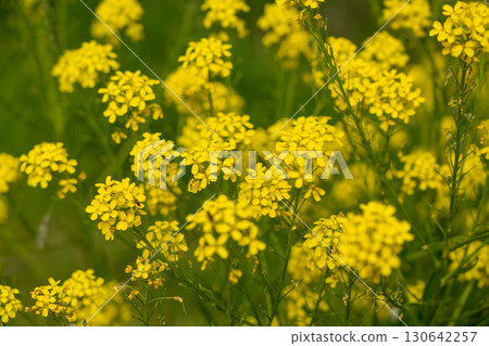 Turkish wartycabbage yellow wild flowers Bunias orientalis, hill mustard or turkish rocket flowers Turkish wartycabbage yellow wild flowers Bunias orientalis, hill mustard or turkish rocket flowers 130642257