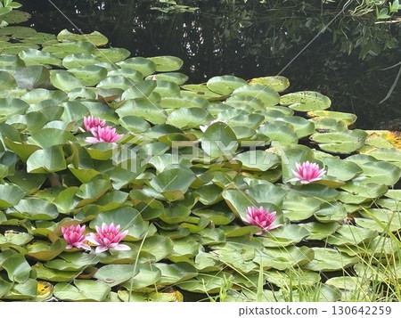 Blooming white and pink water lilies in a tropical pond. Beautiful lotus flowers among green leaves 130642259