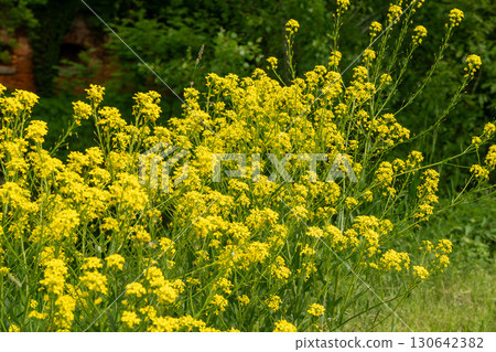 Turkish wartycabbage yellow wild flowers Bunias orientalis, hill mustard or turkish rocket flowers Turkish wartycabbage yellow wild flowers Bunias orientalis, hill mustard or turkish rocket flowers 130642382