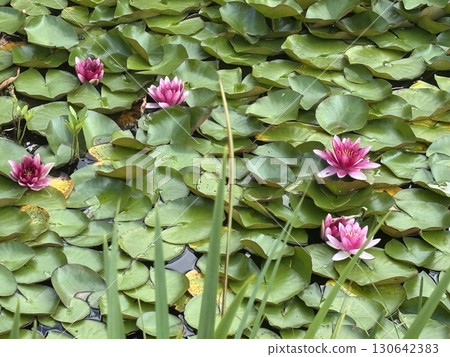 Blooming white and pink water lilies in a tropical pond. Beautiful lotus flowers among green leaves Blooming white and pink water lilies in a tropical pond. Beautiful lotus flowers among green leaves 130642383