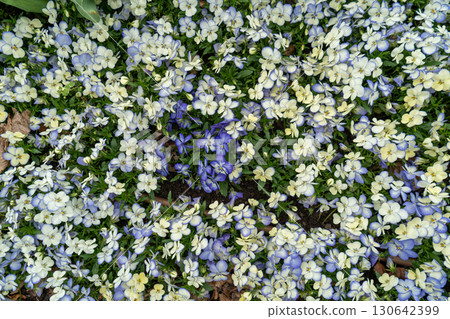 White and Blue Pansies Pattern, Tricolor Viola Background, Viola Flowers Bed, Heartsease Mix White and Blue Pansies Pattern, Tricolor Viola Background, Viola Flowers Bed, Heartsease Mix 130642399