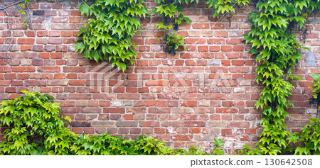 Ivy brick wall texture background. Old brick blocks wall and green creeper, ancient bricks fence 130642508