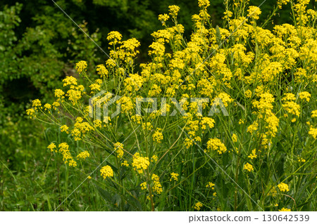 Turkish wartycabbage yellow wild flowers Bunias orientalis, hill mustard or turkish rocket flowers 130642539