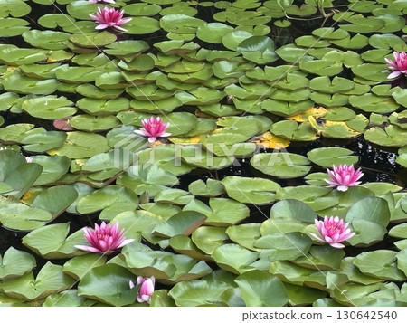 Blooming white and pink water lilies in a tropical pond. Beautiful lotus flowers among green leaves Blooming white and pink water lilies in a tropical pond. Beautiful lotus flowers among green leaves 130642540