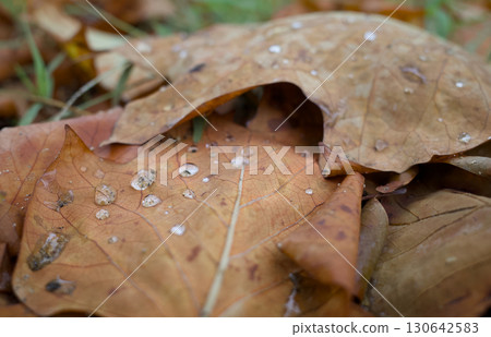 Water drops on fallen leaves Water drops on fallen leaves 130642583