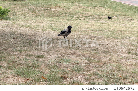 Crow standing on dry grass in park with other birds nearby. Wildlife behavior, urban nature and survival adaptation with avian presence and ecological observation. Crow standing on dry grass in park with other birds nearby. Wildlife behavior, urban nature and survival adaptation with avian presence and ecological observation. 130642672