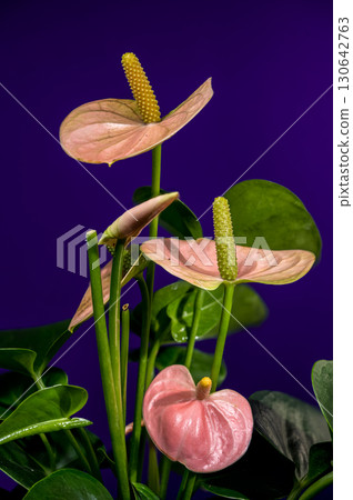 Elegant Pink Anthurium Flowers Against a Blue Background Elegant Pink Anthurium Flowers Against a Blue Background 130642763