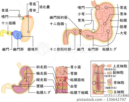 胃結構圖日語 130642797