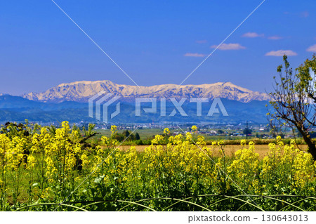 油菜花與飯豐山（福島縣北方市） 130643013