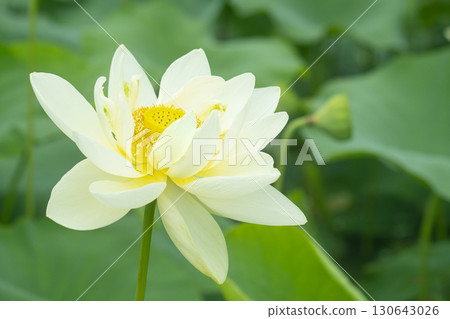 Red lotus, white lotus, and water lily in a beautiful lotus field 130643026