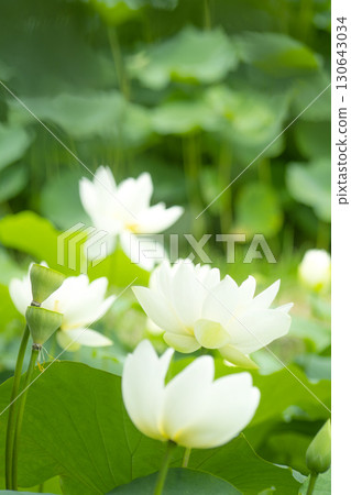 Red lotus, white lotus, and water lily in a beautiful lotus field 130643034