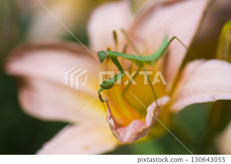 There is a praying mantis on a pink flower. There is a praying mantis on a pink flower. 130643055