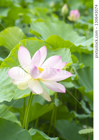 Red lotus, white lotus, and water lily in a beautiful lotus field 130643074