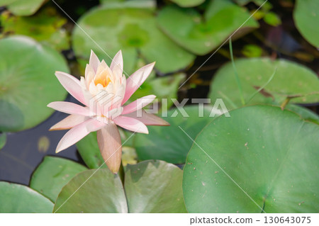 盛夏台北北投公園的蓮花 130643075