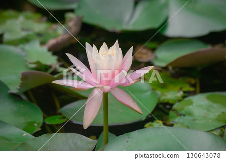 盛夏台北北投公園的蓮花 盛夏台北北投公園的蓮花 130643078
