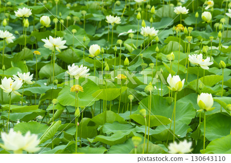 Red lotus, white lotus, and water lily in a beautiful lotus field Red lotus, white lotus, and water lily in a beautiful lotus field 130643110