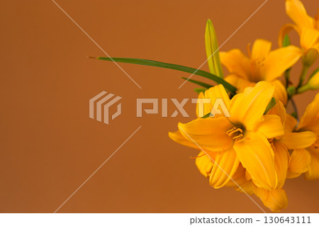 Golden lily blossoms with warm cozy tone 130643111
