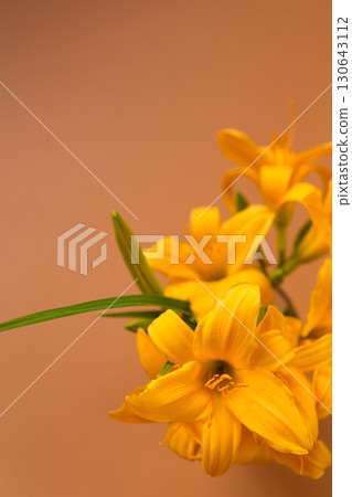 Delicate petals of spring lilies in focus 130643112