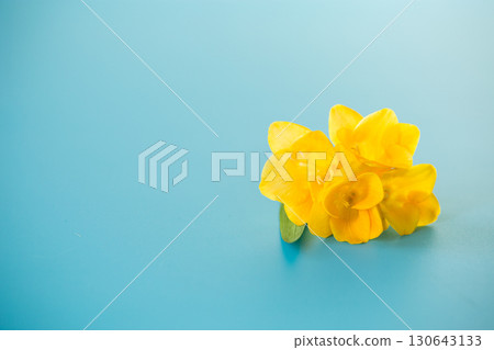 Single yellow freesia flower on blue background 130643133