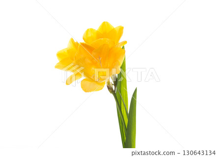 Macro photography of yellow flower on white background 130643134