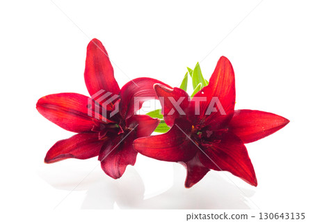 Pair of fresh red lilies on pure white background 130643135