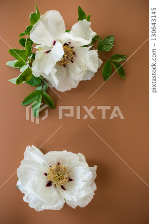 White large tree-like peony flower on a brown background. Top view. 130643145