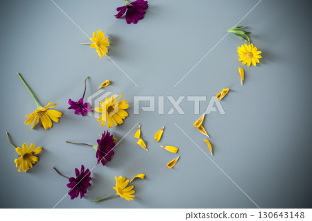 Yellow and purple flowers arrangement with petals on gray background 130643148