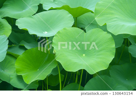 Red lotus, white lotus, and water lily in a beautiful lotus field Red lotus, white lotus, and water lily in a beautiful lotus field 130643154